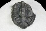 Coltraneia Trilobite Fossil - Huge Faceted Eyes #92939-2